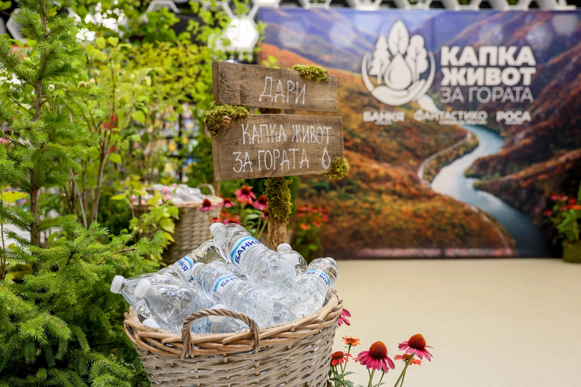 „Капка живот за гората“: 12 000 дървета ще възстановят опожарена местност в Пирин